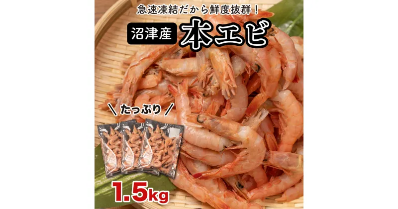 【ふるさと納税】 エビ 海老 1.5kg 500g×3 駿河湾Mサイズ 本えび 希少 国産 小分け 冷凍