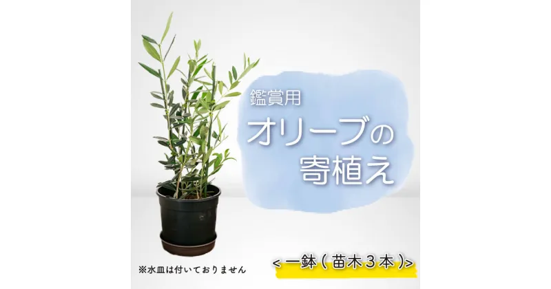 【ふるさと納税】 オリーブ 苗木 オリーブの木 一鉢 苗木3本 植物 鉢植え インテリア