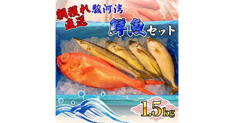 【ふるさと納税】 旬 鮮魚 セット 1.5kg 朝獲れ 沼津 駿河湾 金目鯛 鯵