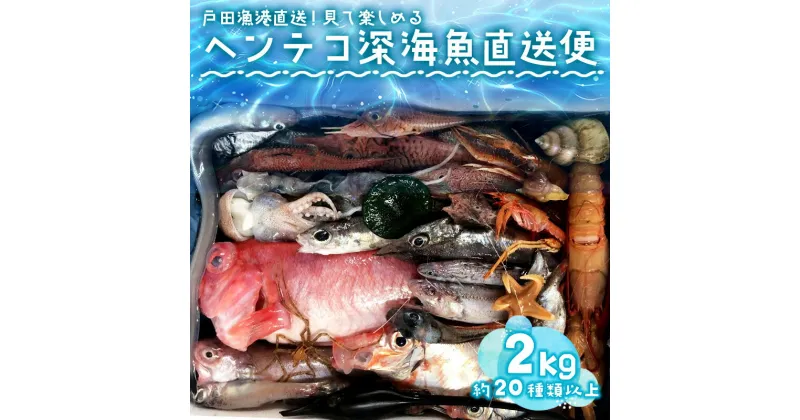 【ふるさと納税】 見て楽しむ ヘンテコ 深海魚直送便 約2kg 20種類以上 セット 深海魚の宝庫 沼津 戸田 からお届け！