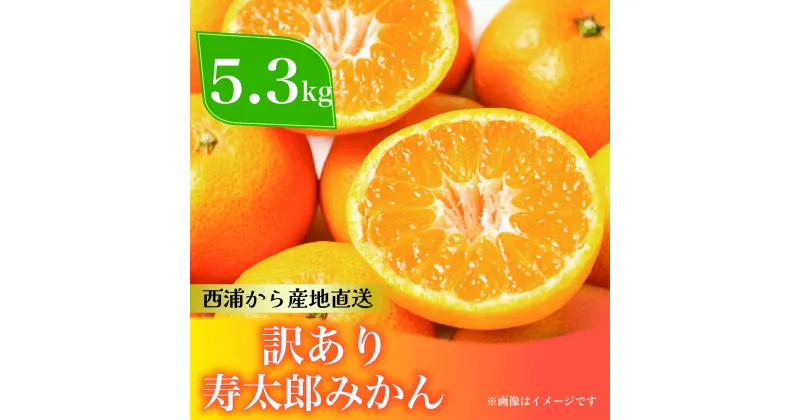 【ふるさと納税】 訳あり 寿太郎 みかん 約5.3kg 蜜柑 柑橘 オレンジ 果物