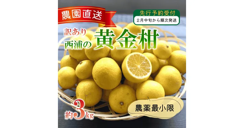 【ふるさと納税】 訳あり みかん 黄金柑 3kg 西浦 蜜柑 柑橘 オレンジ 減農薬 木負観光みかん園