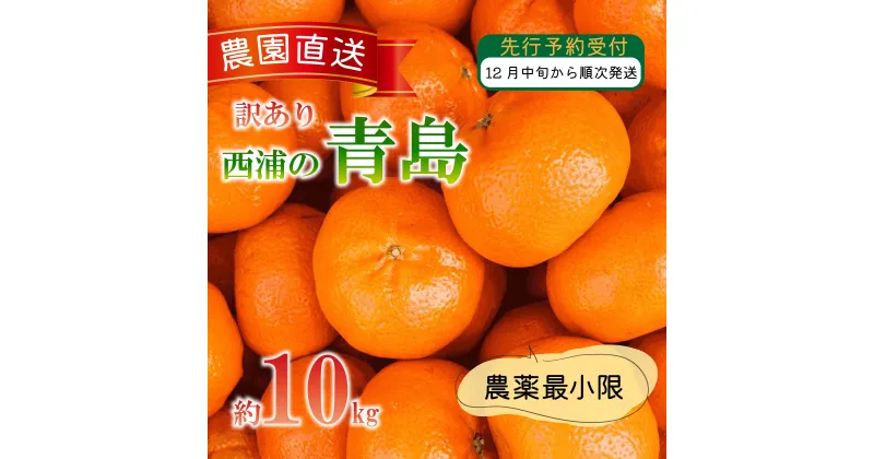 【ふるさと納税】 訳あり みかん 青島 10kg 西浦 蜜柑 柑橘 オレンジ 木負観光みかん園 ( 数量限定 みかん 果物 みかん フルーツ みかん 柑橘 みかん 国産 )