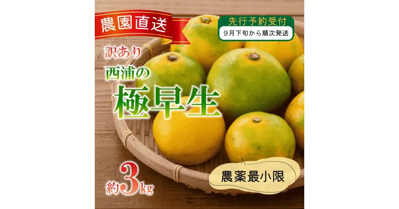 【ふるさと納税】 訳あり みかん 極早生 3kg 西浦 蜜柑 柑橘 オレンジ ミカン ( 数量限定 みかん 果物 みかん フルーツ みかん 柑橘 みかん 国産 )