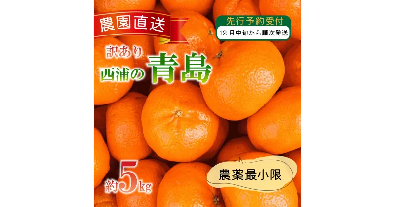 【ふるさと納税】 訳あり みかん 青島 5kg 西浦 蜜柑 柑橘 オレンジ 木負観光みかん園 ( 数量限定 みかん 果物 みかん フルーツ みかん 柑橘 みかん 国産 )