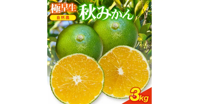 【ふるさと納税】 極早生 秋みかん 訳あり 約3kg みかん 早生 果物 フルーツ 柑橘 国産 みかん 蜜柑 ミカン オーガニック 西浦 沼津 静岡 自然農